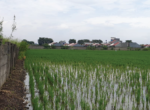 LAHAN PURLEM-03
