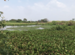 LAHAN PURLEM-07